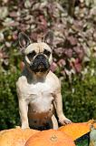 BOULEDOGUE FRANCAIS 1198